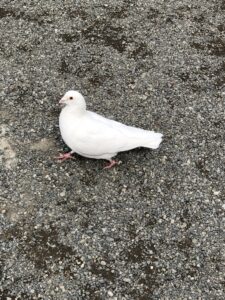 八幡宮の白い鳩