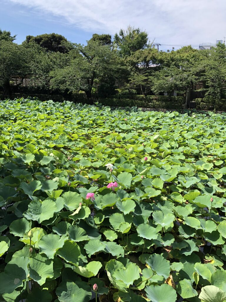 源平池の蓮