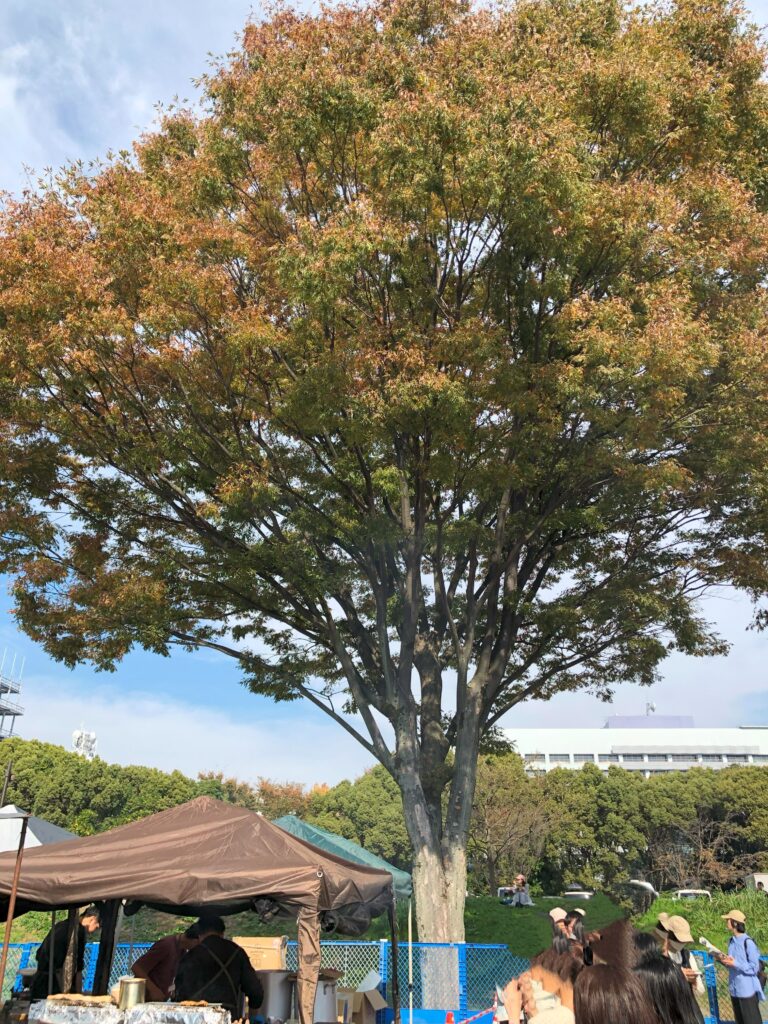大きな樹