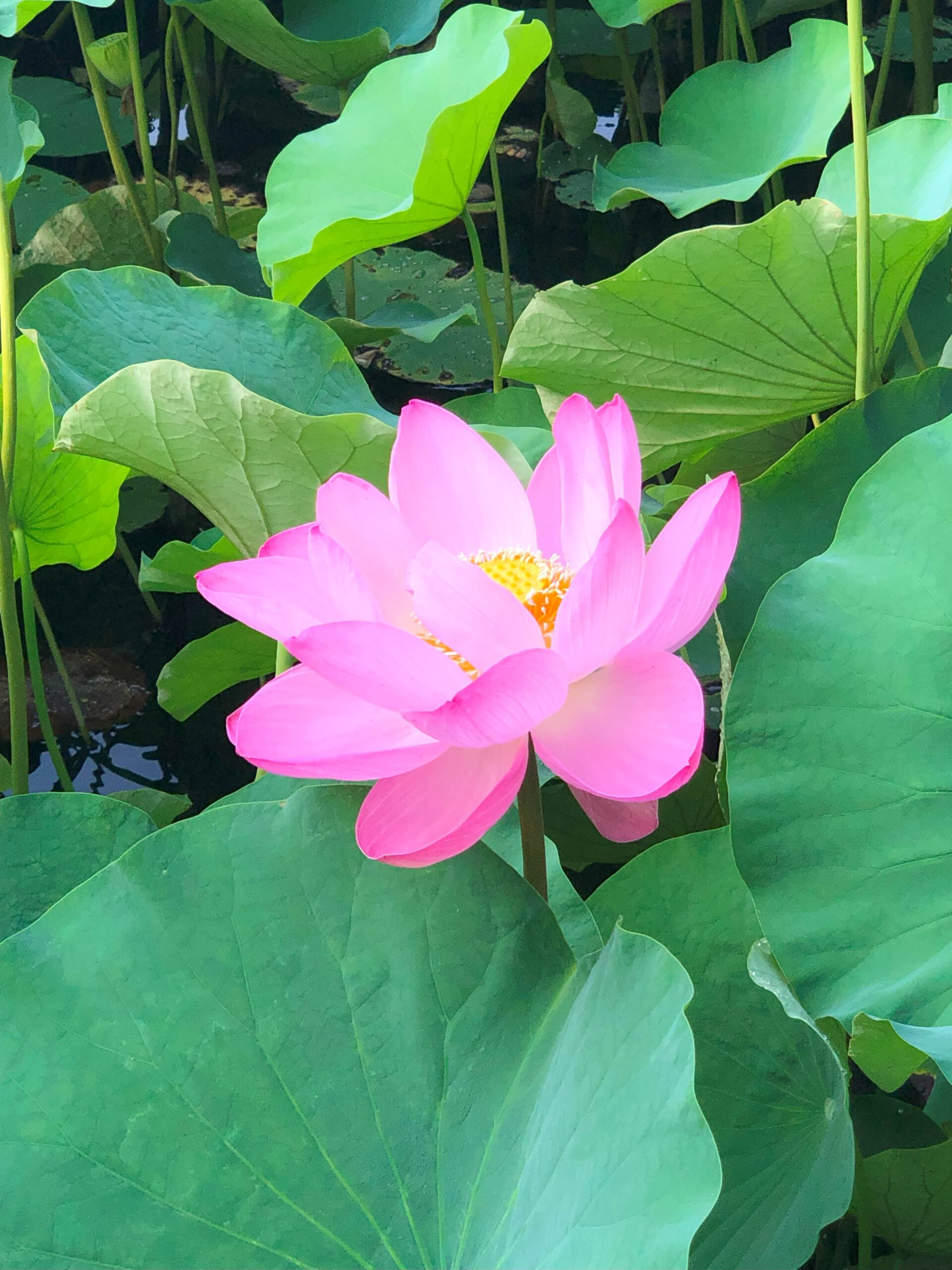 源平池